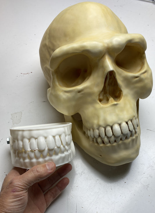Bigfoot Skull